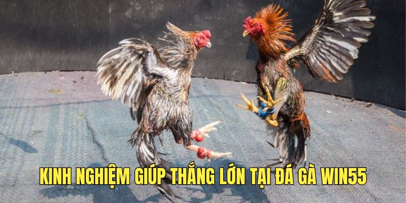 Đá Gà Win55 - Trận Chiến Giữa Các Chiến Kê Đầy Kịch Tính - DAVOZE.ORG