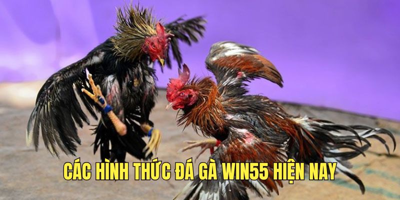 Đá Gà Win55 - Trận Chiến Giữa Các Chiến Kê Đầy Kịch Tính - DAVOZE.ORG