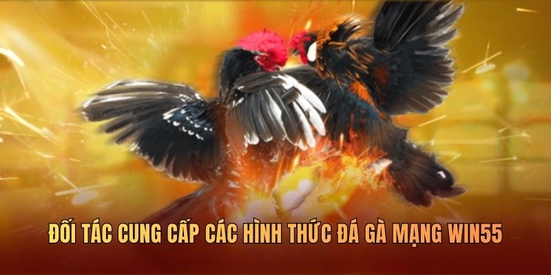 Đá Gà Mạng WIN55 Trực Tiếp Full HD Kèo Cược Minh Bạch - DAVOZE.ORG