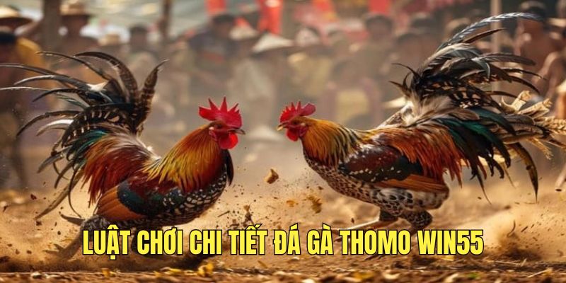 Đá Gà Thomo - Sân Chơi Đẳng Cấp, Cơ Hội Phát Tài - DAVOZE.ORG
