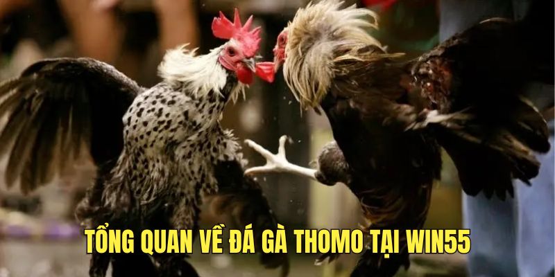Đá Gà Thomo - Sân Chơi Đẳng Cấp, Cơ Hội Phát Tài - DAVOZE.ORG