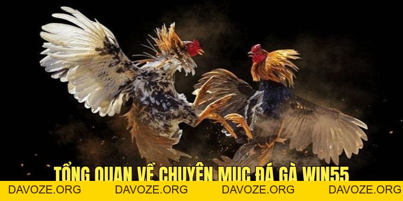 Đá Gà Win55 - Trận Chiến Giữa Các Chiến Kê Đầy Kịch Tính - DAVOZE.ORG