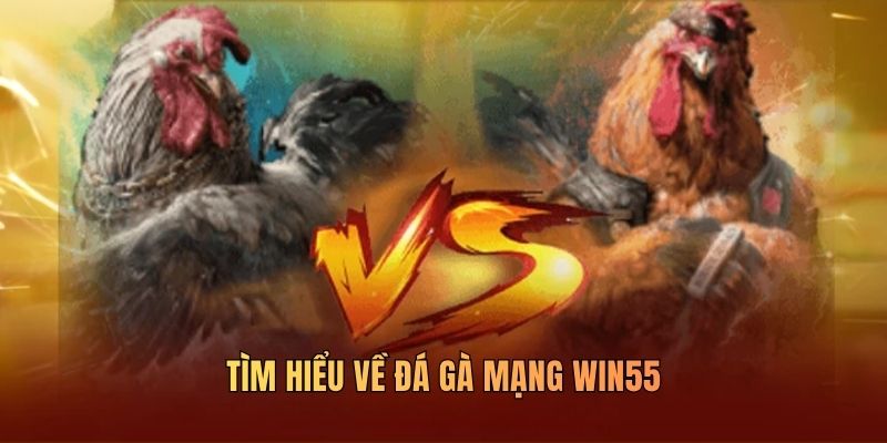 Đá Gà Mạng WIN55 Trực Tiếp Full HD Kèo Cược Minh Bạch - DAVOZE.ORG