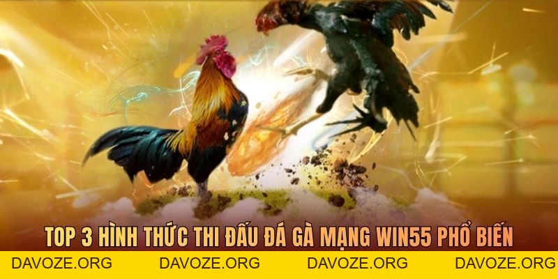 Đá Gà Win55 - Trận Chiến Giữa Các Chiến Kê Đầy Kịch Tính - DAVOZE.ORG