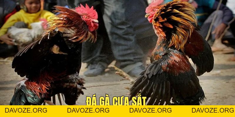 Đá Gà Win55 - Trận Chiến Giữa Các Chiến Kê Đầy Kịch Tính - DAVOZE.ORG