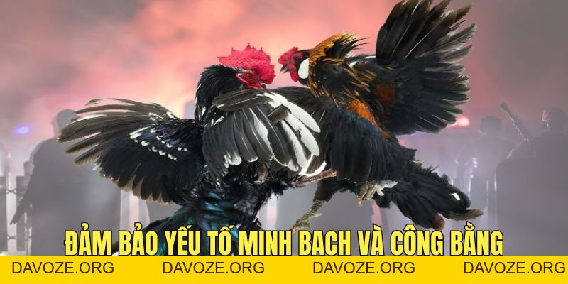 Đá Gà Win55 - Trận Chiến Giữa Các Chiến Kê Đầy Kịch Tính - DAVOZE.ORG