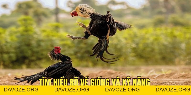 Đá Gà 67 - Thế Giới Cá Cược Giải Trí Hàng Đầu Campuchia - DAVOZE.ORG
