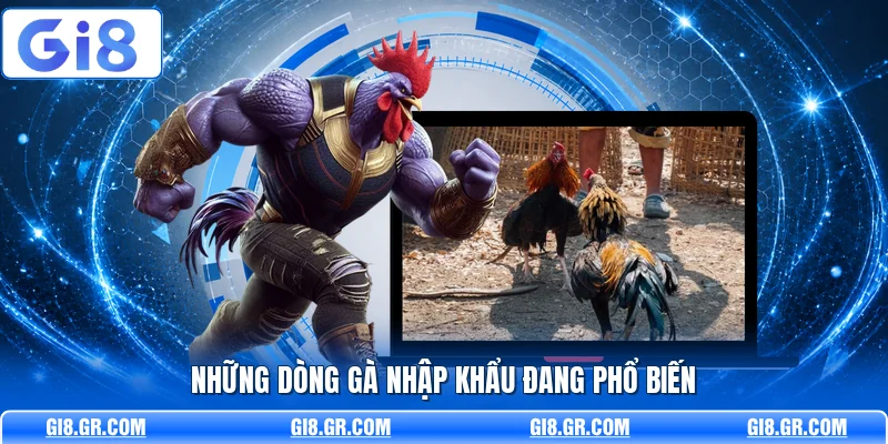 Giống Gà Đá Mạnh GI8 - Phân Tích Dòng Gà Chuẩn Nhất - DAVOZE.ORG